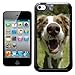 Produktbild Fancy A Snuggle Border Collie mit geöffnetem Maul Hartschalenhülle/Hardcover-Rückseite für Apple iPod Touch (4. Generation)
