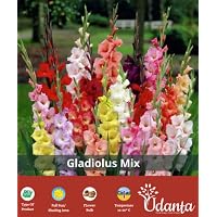 Udanta® Seeds Gladiolus Mixed Flower Bulbs - Pack of 1 bulb