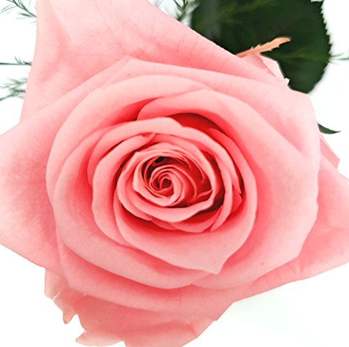 Rosen-te-amo Blumenstrauß im Vase aus eine ECHTE Rose – 3 JAHRE haltbare Blume OHNE WASSER – Geschenk zum Valentinstag die Konservierte Rose - 2