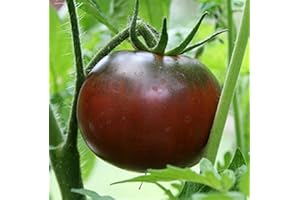 HENSITA Black Krim Russian Heritage Heirloom Meaty Beefsteak Tomato Seeds. Certified French Organic Grower