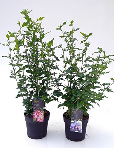 Garten-Eibisch / Hibiskus `Woodbridge´ Größe 6-L-Topf, 60-70 cm Pflanzenhöhe - 2