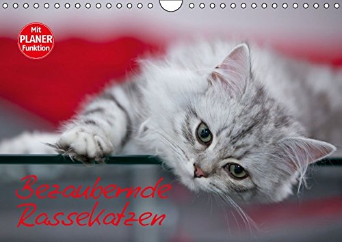 Preisvergleich Produktbild Bezaubernde Rassekatzen (Wandkalender 2016 DIN A4 quer): Wunderschöne und liebenswürdige Samtpfoten (Geburtstagskalender, 14 Seiten) (CALVENDO Tiere)