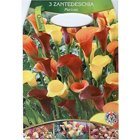 Suchergebnis auf Amazon.de für: Calla - Blumen & Pflanzen: Garten