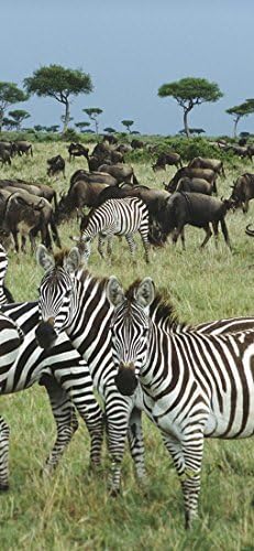 PeelitStickit ID-023 60 Width x 130 cm Height "Zebra" High Quality Vinyl Animal Wall Mural