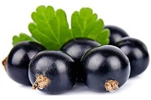 PRGN 1 PIANTE DI RIBES NERO TITANIA PIANTA DA FRUTTO