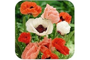 GROWTANICAL Papaver orientale 'Pizzicato Mixed' x 6 Large Plug Plants Hardy Perennial Poppy