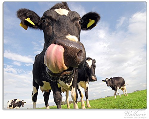 Stilvolle Glasunterlage / Schneidebrett aus Glas, Lustige Kuh auf der Weide mit herausgestreckter Zunge, Größe 30 x 40 cm, kratzfest, aus Sicherheitsglas