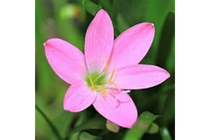 FLOWER FIELD STORY 10 Piezas Lirio De Lluvia Zephyranthes Bulbos Flores Hermosas Y Encantadoras Flores Fragantes Floreciendo Plantación En El Hogar Tolerancia A La Sequía Resistente No Necesita Mucho Cuidado