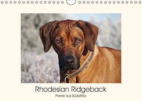 Rhodesian Ridgeback Power aus Südafrika (Wandkalender 2018 DIN A4 quer): Faszination Ridgeback - Ein Portrait (Monatskalender, 14 Seiten ) (CALVENDO Tiere)