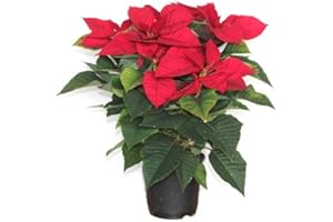 DECOALIVE Planta de Pascua Poinsettia Flor de Pascua Viva Flores Rojas