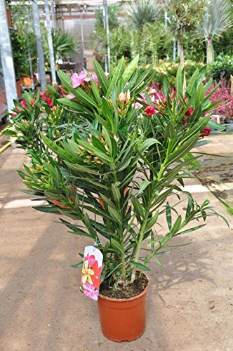 Palmenmann Oleander (zweifarbig) – Nerium oleander - 4