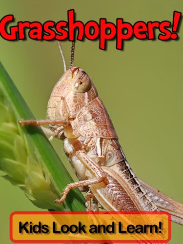 Grasshoppers! Learn About Grasshoppers and Enjoy Colorful Pictures - Look and Learn! (50+ Photos of Grasshoppers) (English Edition) livre