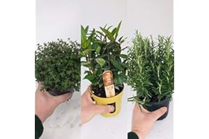 CARBETH PLANTS 3 Large Herb Mix - Rosemary - Laurel Bay Tree - Thyme - 14cm Quality Plants