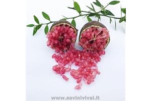 SAVINI VIVAI L'ARTE DI FARE NATURA SAVINI VIVAI Citronnier, caviar rouge, agrume, tilleul, plant de citronnier en pot, 24 cm hauteur 80-100 cm 3 ans de greffage, fabriqué en Italie