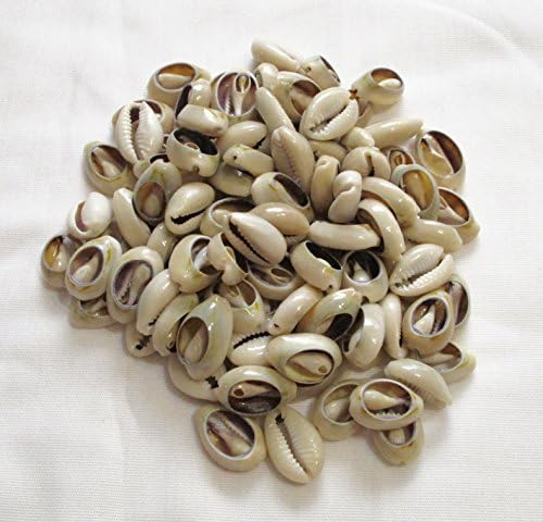 Authentic Cowrie Shells For Necklace, Choker, Bracelets, Earrings, Ring, Hair And African Inspired Fashion Jewelry Instead Of Beads. Smooth Cut-Back Edges. 120 Pieces by Lambog Jewelry