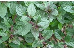 SOUTH EASTERN HORTICULTURAL Pack X6 'Chocolate' Mint Garden Herb Garden Plug Plants