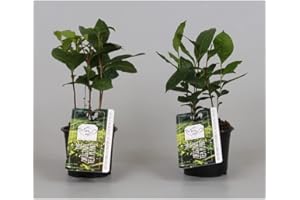 C.B. PLANTS 2 x Camellia Sinensis Live Tea Plants in 10.5CM Pot