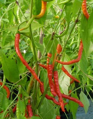 Just Seed Chili, Chilischoten Nepal Snakebite, ungewöhnlich, 10 Samen