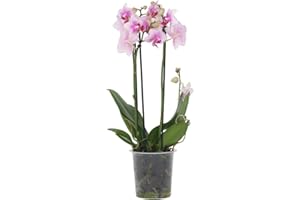 Plant in a Box - Phalaenopsis Multiflora - Orchidée rose - Plante d'intérieur à fleurs - Aime les chats - Pot 12cm - Hauteur 35-45cm
