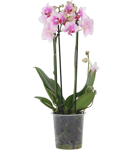 Dekohelden24 - Lot de 4 bougies de table, bougies de chandelier, couleur crème, dimensions : H x env. 17 x 2 cm Dekohelden24 - Lot de 4 bougies de table, bougies de chandelier, couleur crème, dimensions : H x env. 17 x 2 cm