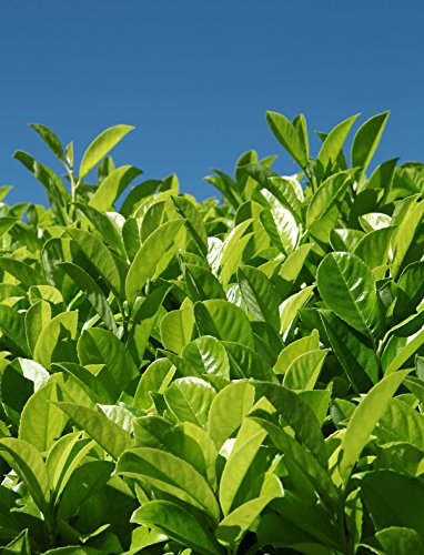 Kirschlorbeer im Topf/Container Größe 80 bis 100 cm - 3