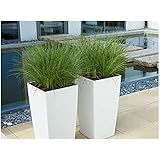 3 x Carex howardii 'Phoenix Green' 1 Liter (Ziergras/Gräser/Stauden) Segge ab 3,99 € pro Stück