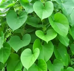 Plantsworld Giloy, Gulvel - Tinospora Cordifolia Live Plant