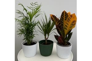 BRYNCIR GARDEN CENTRE Evergreen Indoor Best House Plants Collection, Supplied in 10-12cm pots, Clean Air Purifying, Real Plants
