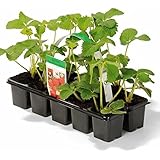 Müllers Grüner Garten Shop Erdbeere Sorte Senga Sengana Erdbeerpflanze beliebte Sorte mittelspät aromatisch 10-er Tray