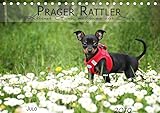 prager rattler welpen schweiz  Prager Rattler (Tischkalender 2019 DIN A5 quer): Kleiner Hund mit ganz viel Herz (Monatskalender, 14 Seiten ) (CALVENDO Tiere)