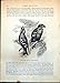 Produktbild Print Banded Cross-Bill Loxia Taenioptera Pair Pine Tree Needles C1874 222G363