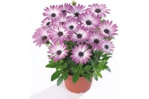 NATURGARDEN Dimorfoteca, Matacabras, Estrella polar, Margarita del Cabo, Caléndula del Cabo Planta Natural con Flor