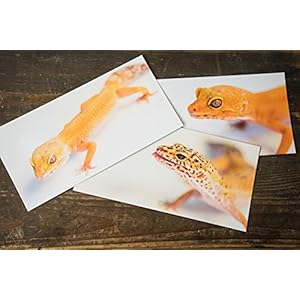 3er Set Postkarten XXL Panorama Geckos