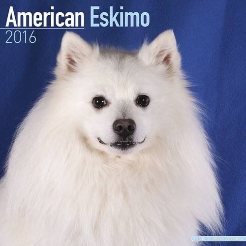 Download AMERICAN ESKIMO 2016 Wall Calendar