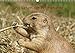Produktbild Das Leben der Präriehunde (Wandkalender 2018 DIN A3 quer): Wildtiere (Monatskalender, 14 Seiten ) (CALVENDO Tiere) [Kalender] [Apr 01, 2017] kattobello, k.A.