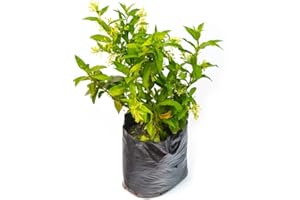 DECOALIVE Galán de Noche o Dama de Noche Arbusto Natural de Exterior