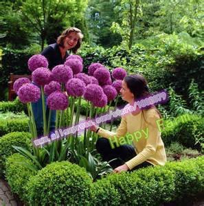 200 Stück Lila Riesen-Lauch Giganteum Schöne Blumensamen Gartenpflanze Geschenk