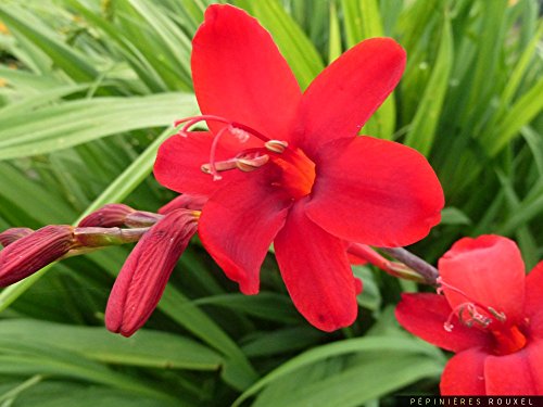 Crocosmia Hellfire ex 2 Litre Pot