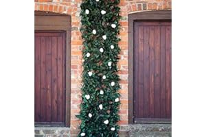 Garden Mile® 180 x 60cm Topiary White and Green Bloom Leaves Artificial Leaf Trellis Spring and Summer Creeping Garden Decoration Faux Climbing Ivy Plants Vines (White Bloom Leaf)