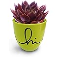 HILLMART Natural Live Cute Succulent Plants (Black prince) for Home Indoor & Outdoor, Garden with Small artistic hi pot for desktop & gift