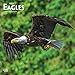 Eagles - Adler 2019 - 18-Monatskalender (Wall-Kalender) by 