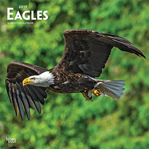 Eagles - Adler 2019 - 18-Monatskalender (Wall-Kalender)