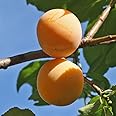 'Mirabelle de Nancy' Plum Patio Fruit Tree in a 5L Pot 90-110cm Tall