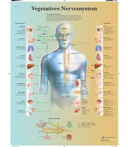 3B Scientific Modèle Anatomique Massage Des Zones Réflexes