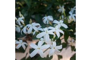 BRKENT Planta De JazmíN Plantas Trepadoras Resistentes Semillas De Flores De Crecimiento RáPido Regalo De Invitados Planta JazmíN Real DecoracióN JardíN Para Exterior Planta De JardíN 10 Semillas De JazmíN