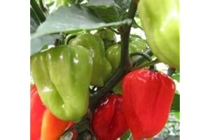 SVI Pimienta Dulce"Aji Dulce # 2" (100) Semillas de la herencia venezolana, dulce, sabrosa: poco frecuente