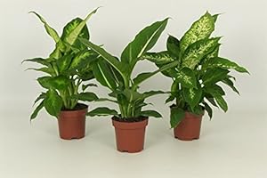 UNSERE-GAERTNEREI-MUELLER Dieffenbachie, 3er Set mit 3 verschiedenen Sorten, Zimmerpflanzen, sehr pflegeleicht ideal für Anfänger (3er Set je im 12cm Topf, ca. 40cm hoch)