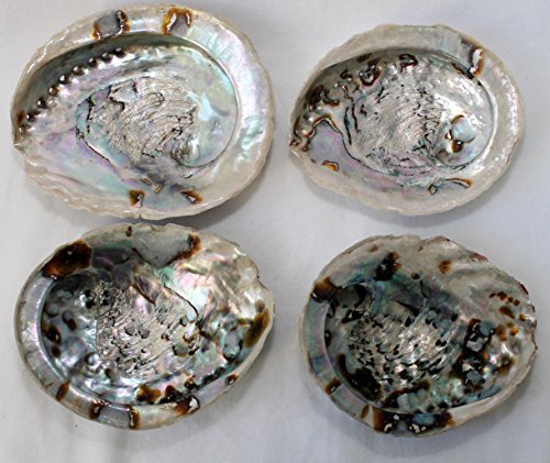 Muschel Schnecke Haliotis Midae Natur Ca. 13 Bis 16 cm Abalone Paua Seeohr Shell - 2