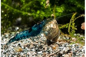 GARNELEN TOM Blue Velvet Garnelen (DNZ), 10 Stück