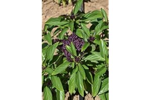 PAGANO DOMENICO E FIGLI SEMENTI DAL 1954 BASILICO THAI NR.50 SEMI